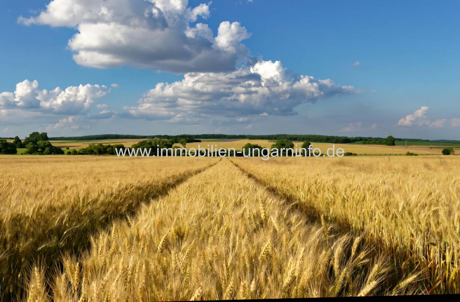 In Böhönye steht ein fast 1 Hektar großes Ackerland zum Verkauf In Böhönye steht ein fast 1 Hektar großes Ackerland zum Verkauf